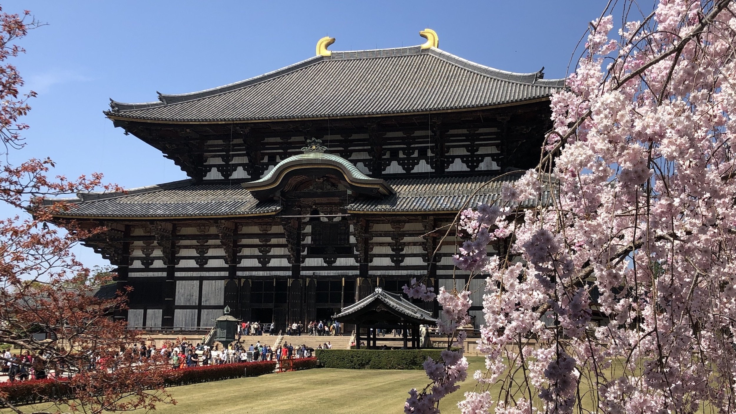 Todaiji Temple Deer and Cherry Blossoms in Nara The Gaijin Ghost